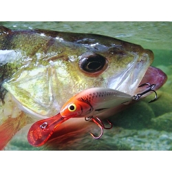 Salmo/hornet/hornetrhh