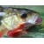 Salmo/hornet/hornetrhh
