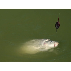 Koszyczek Delphin Method QUIX L / 40g