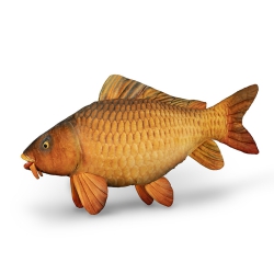 Delphin CARPY Pluszowy Karp 60 cm