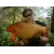 Delphin CARPY Pluszowy Karp 60 cm